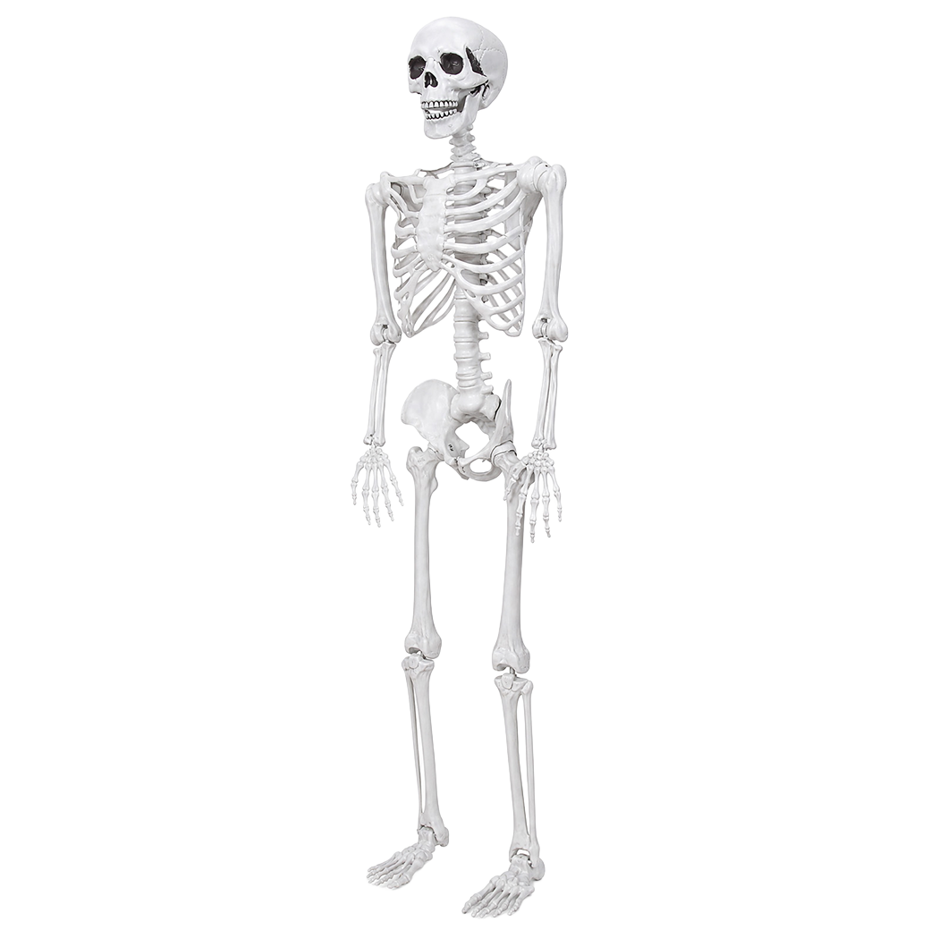 Life Size Skeleton Decoration White 185x36x11cm