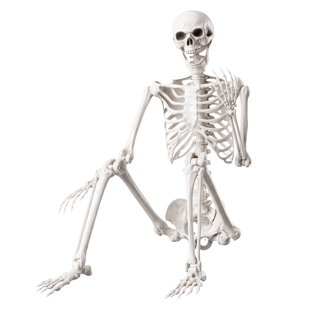 Life Size Skeleton Decoration White 165x36x11cm
