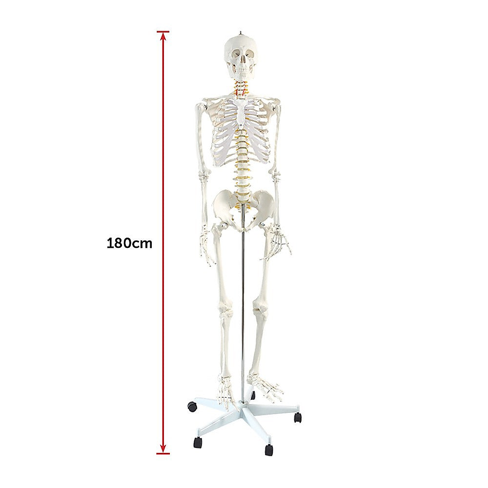 Human Skeleton Anatomical Model 180Cm