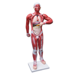 Human Anatomical Muscular Model Muscle System