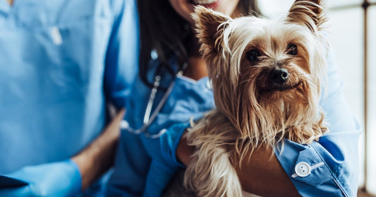 pet products