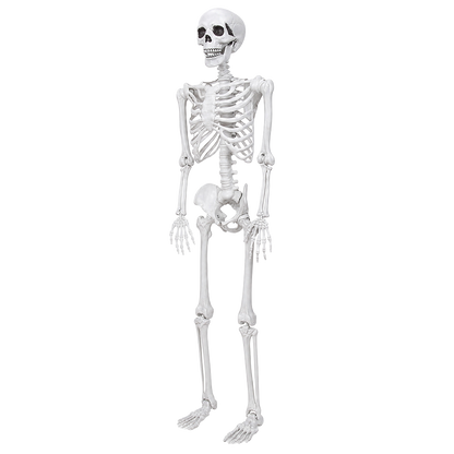 Life Size Skeleton Decoration White 185x36x11cm