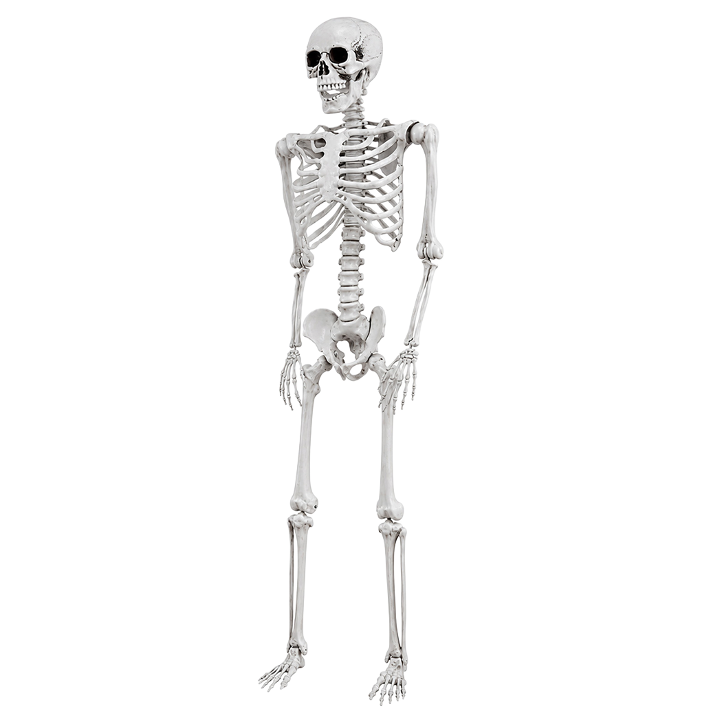 Life Size Skeleton Decoration 169x36x11cm