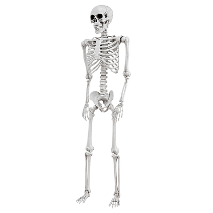 Life Size Skeleton Decoration 169x36x11cm