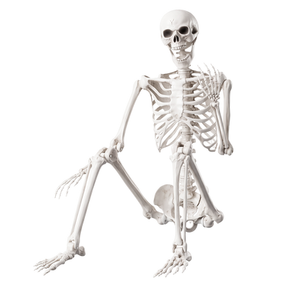 Life Size Skeleton Decoration White 165x36x11cm