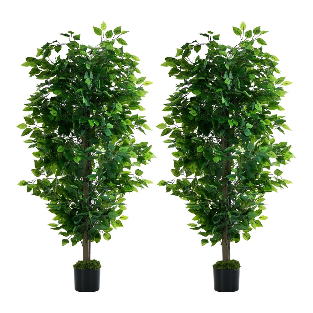 2x Ficus Tree 150cm Potted  Plants - 2
