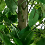 2x Ficus Tree 150cm Potted  Plants
