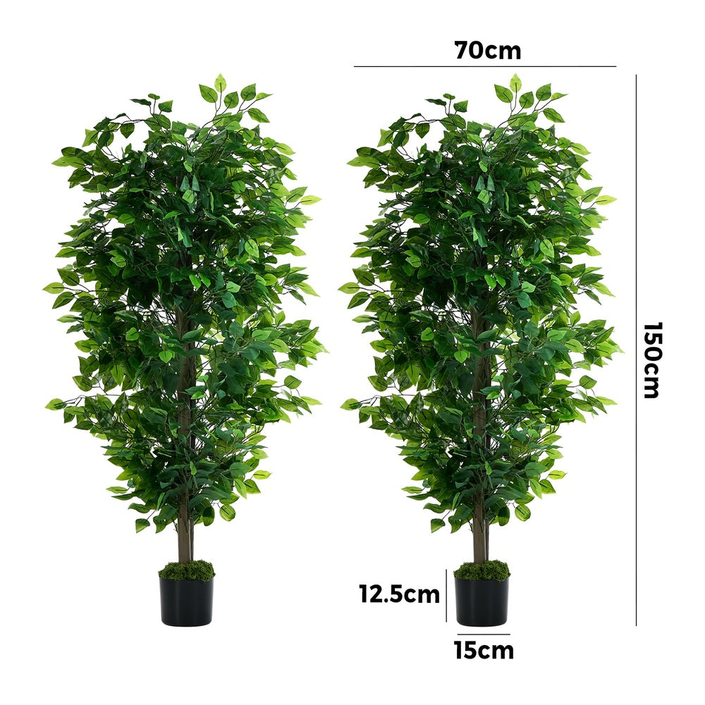 2x Ficus Tree 150cm Potted  Plants - 8
