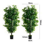 2x Ficus Tree 150cm Potted  Plants
