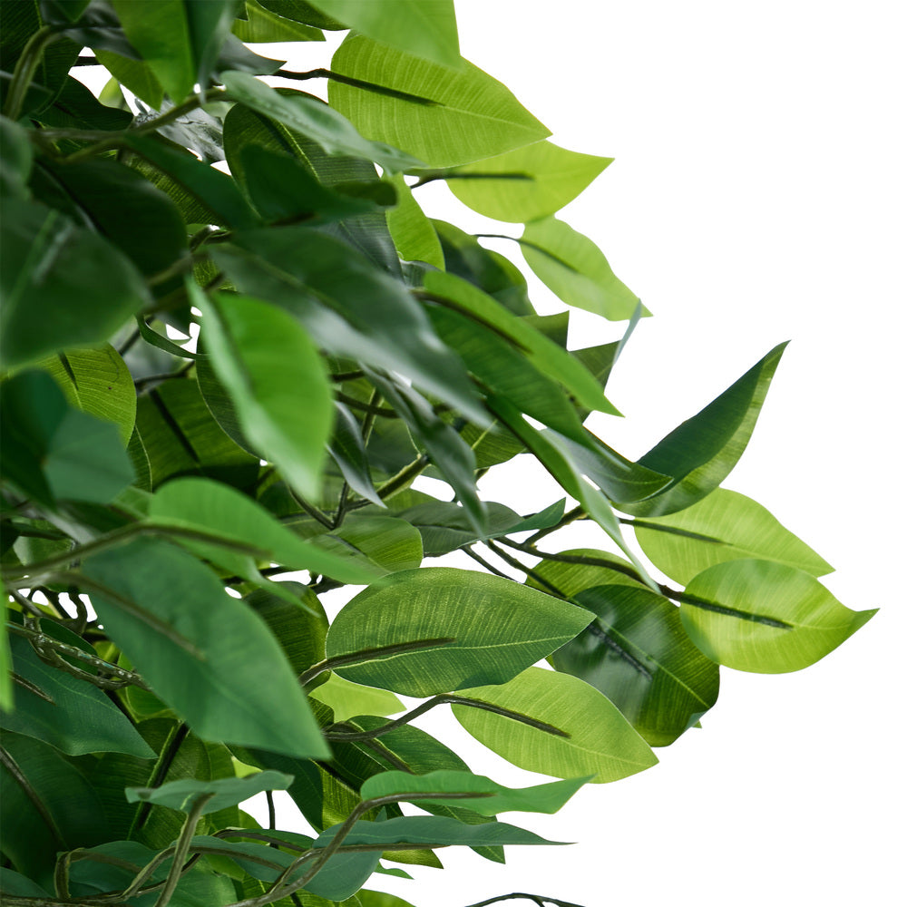2x Ficus Tree 150cm Potted  Plants - 9