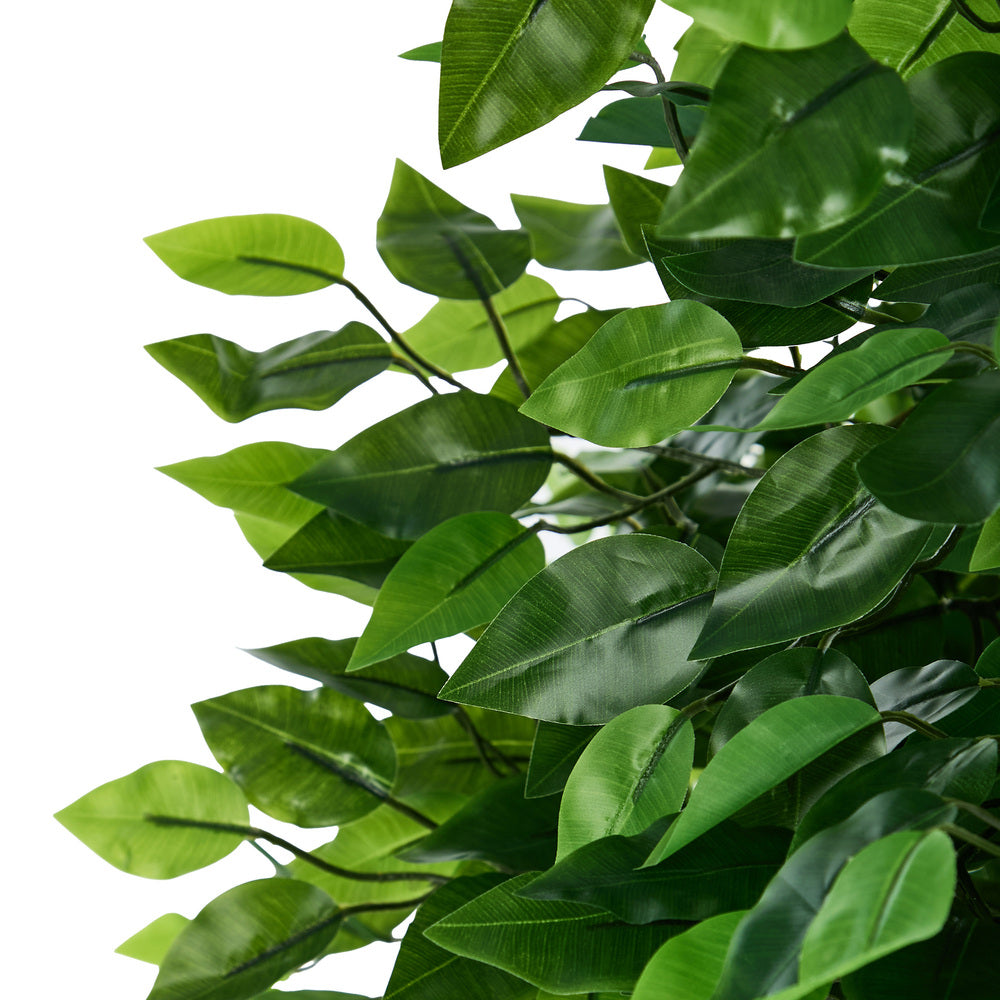 2x Ficus Tree 150cm Potted  Plants - 4