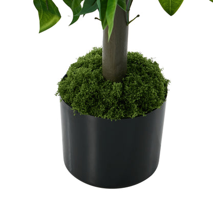 2x Ficus Tree 150cm Potted  Plants - 7