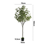 150cm Eucalyptus Tree Potted  Plant