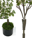 150cm Eucalyptus Tree Potted  Plant