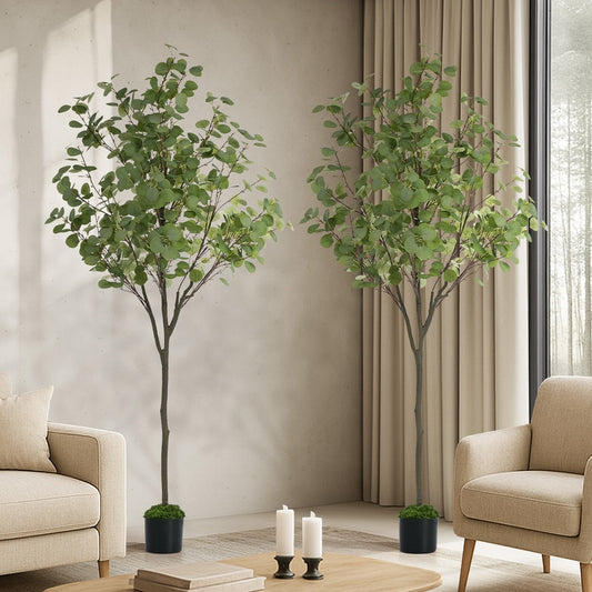 2x Eucalyptus Tree 150cm Potted  Plants