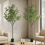 2x Eucalyptus Tree 150cm Potted  Plants