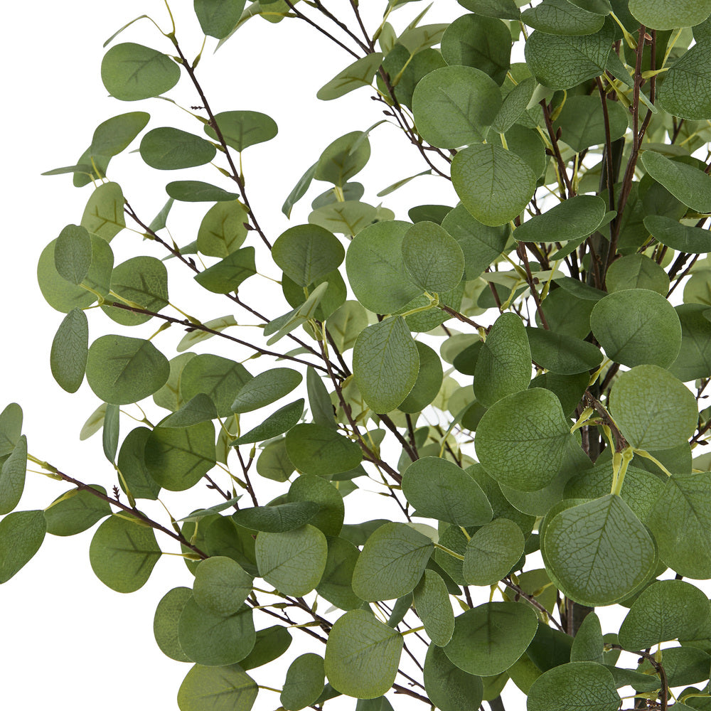 2x Eucalyptus Tree 150cm Potted  Plants - 4