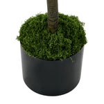 2x Eucalyptus Tree 150cm Potted  Plants