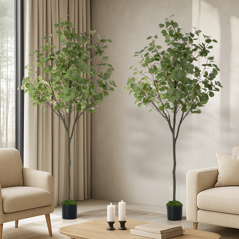 2x Eucalyptus Tree 180cm Potted  Plants