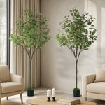 2x Eucalyptus Tree 180cm Potted  Plants