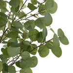 2x Eucalyptus Tree 180cm Potted  Plants