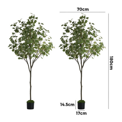 2x Eucalyptus Tree 180cm Potted  Plants - 6