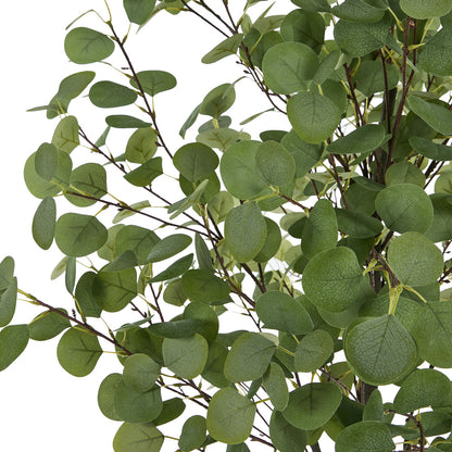 2x Eucalyptus Tree 180cm Potted  Plants - 3