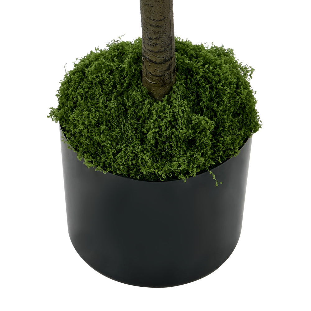 2x Eucalyptus Tree 180cm Potted  Plants - 8