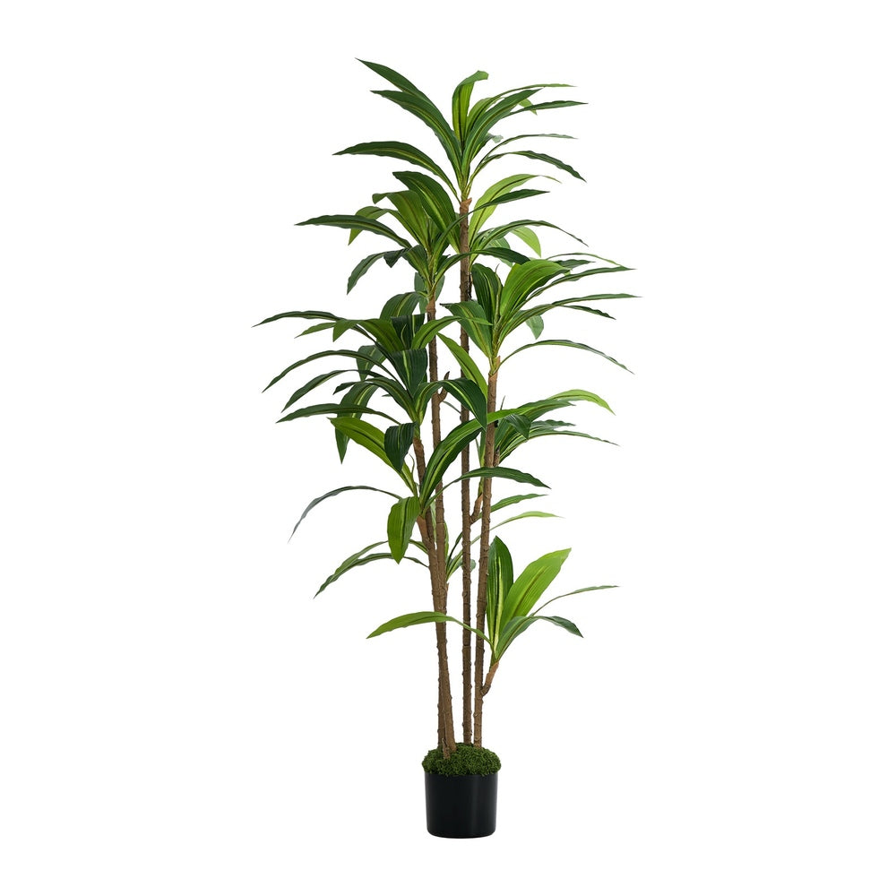150cm Dracaena Tree Potted  Plant - 2