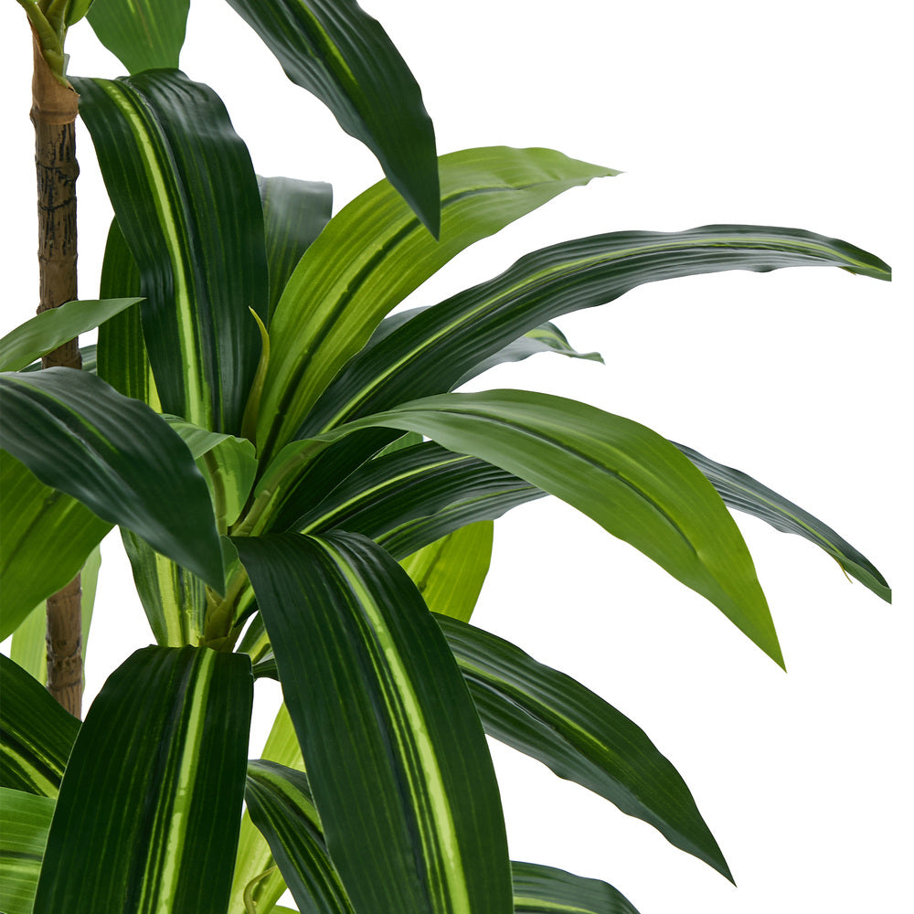150cm Dracaena Tree Potted  Plant - 7