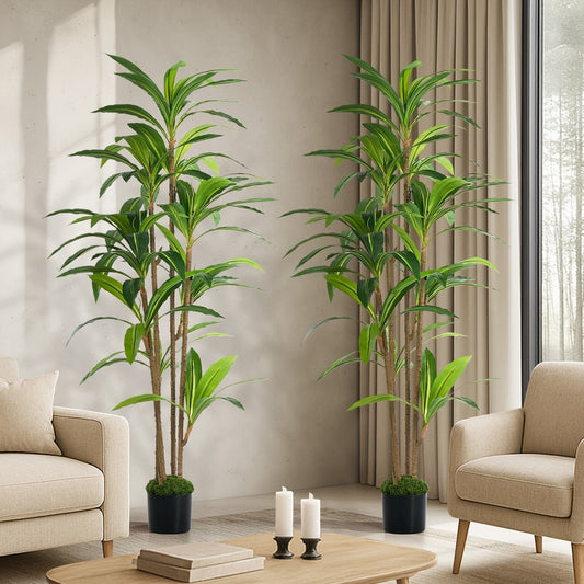2x Dracaena Tree 150cm Potted  Plants