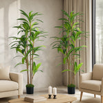 2x Dracaena Tree 150cm Potted  Plants