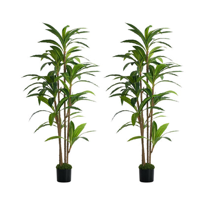 2x Dracaena Tree 150cm Potted  Plants - 2