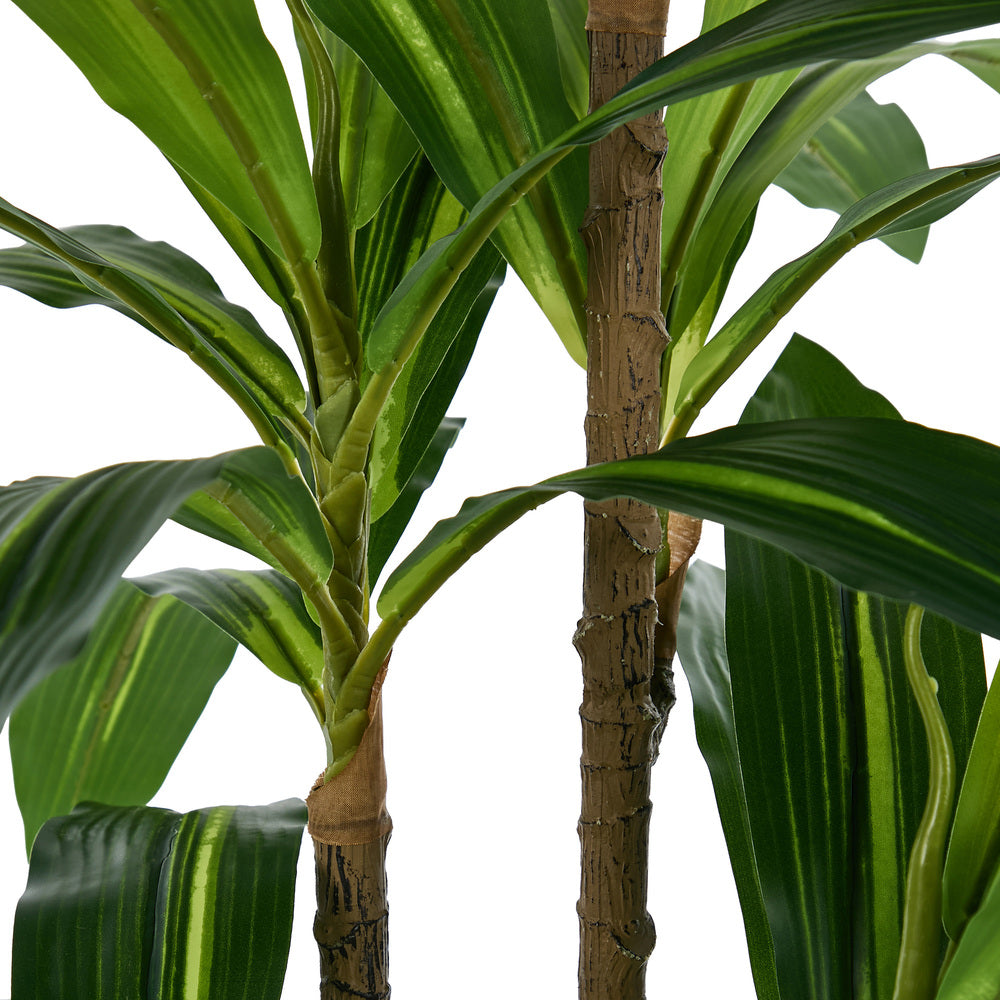 2x Dracaena Tree 150cm Potted  Plants - 7