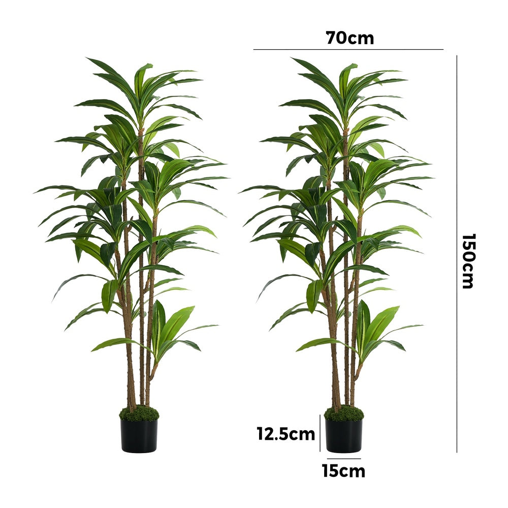 2x Dracaena Tree 150cm Potted  Plants - 3