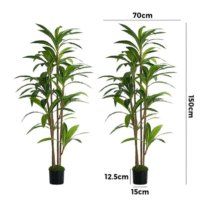 2x Dracaena Tree 150cm Potted  Plants - 3