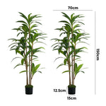 2x Dracaena Tree 150cm Potted  Plants