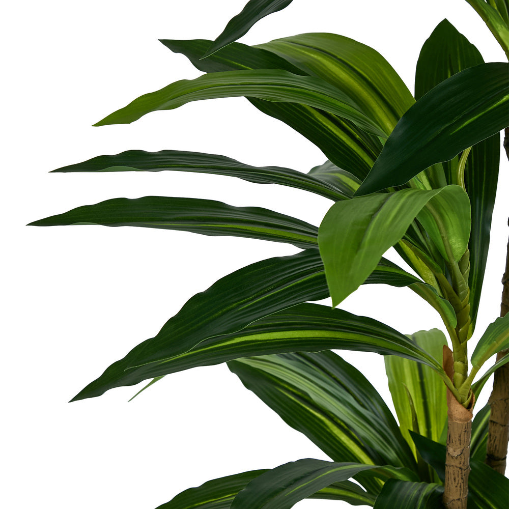 2x Dracaena Tree 150cm Potted  Plants - 5