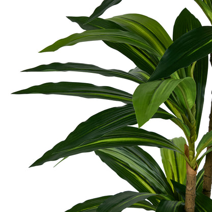 2x Dracaena Tree 150cm Potted  Plants - 5