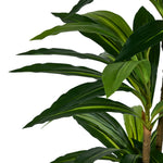 2x Dracaena Tree 150cm Potted  Plants