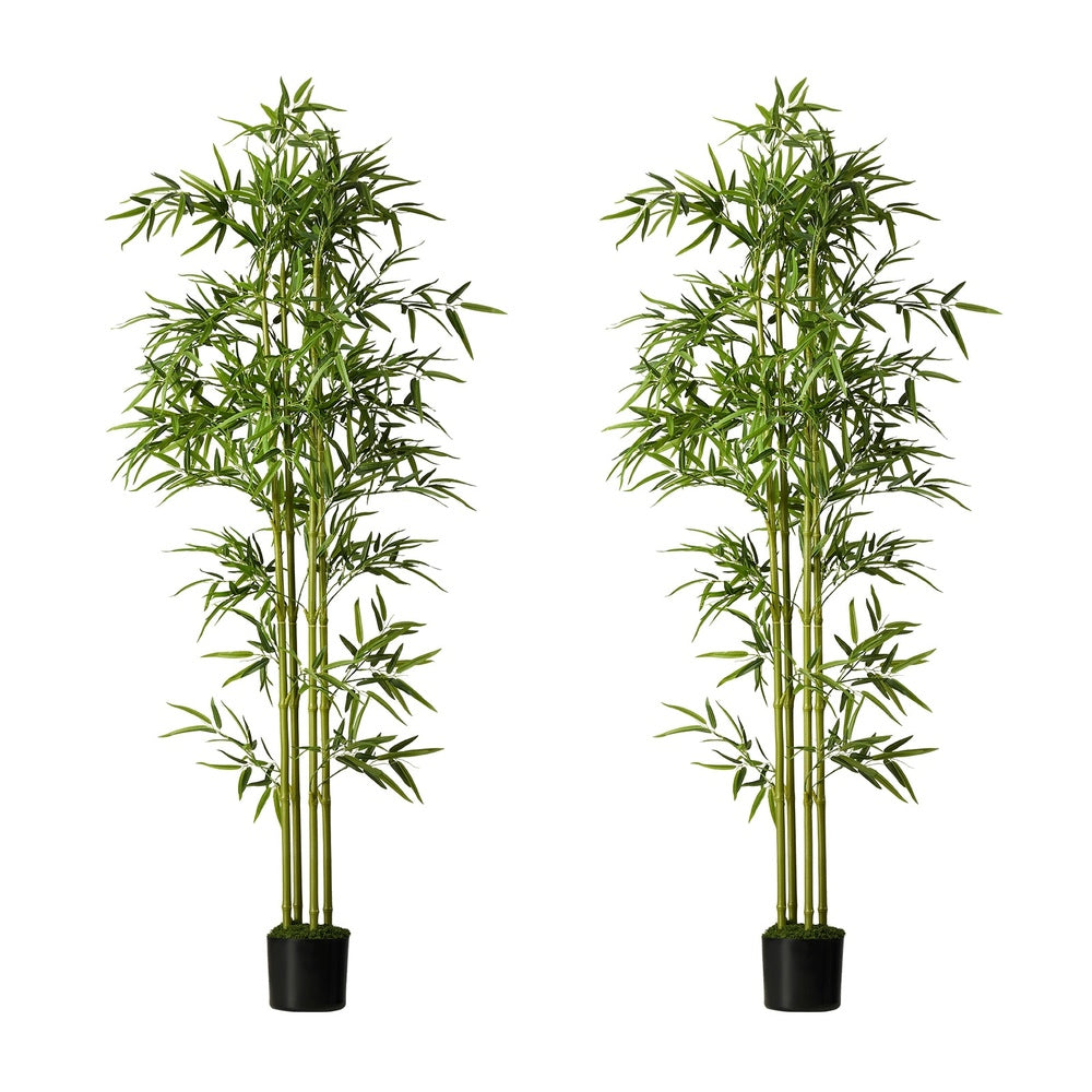 2x Bamboo Tree 150cm Potted  Plants - 9