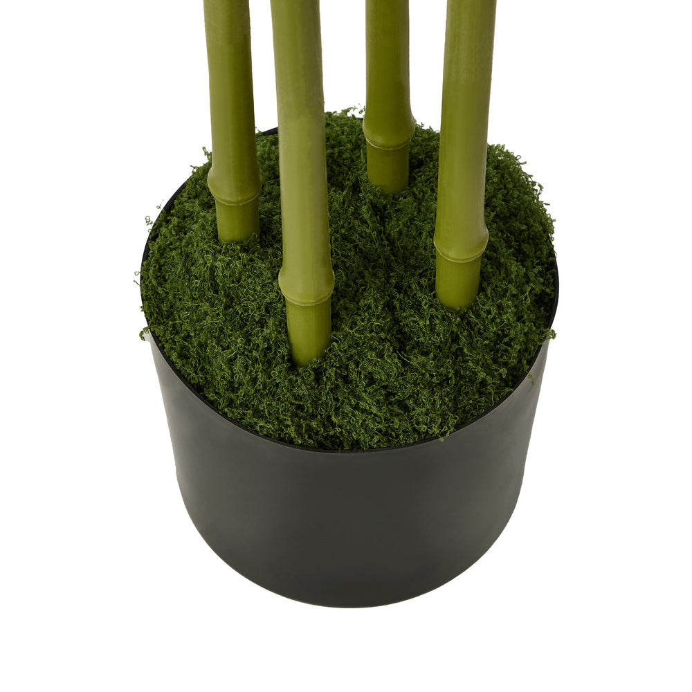 2x Bamboo Tree 150cm Potted  Plants - 2