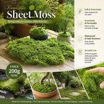 Preserved Moss Terrarium Decor 4 Bags | HomeAndLiving