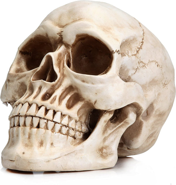  1:1 Replica Realistic Human Adult Skull Head Bone Model