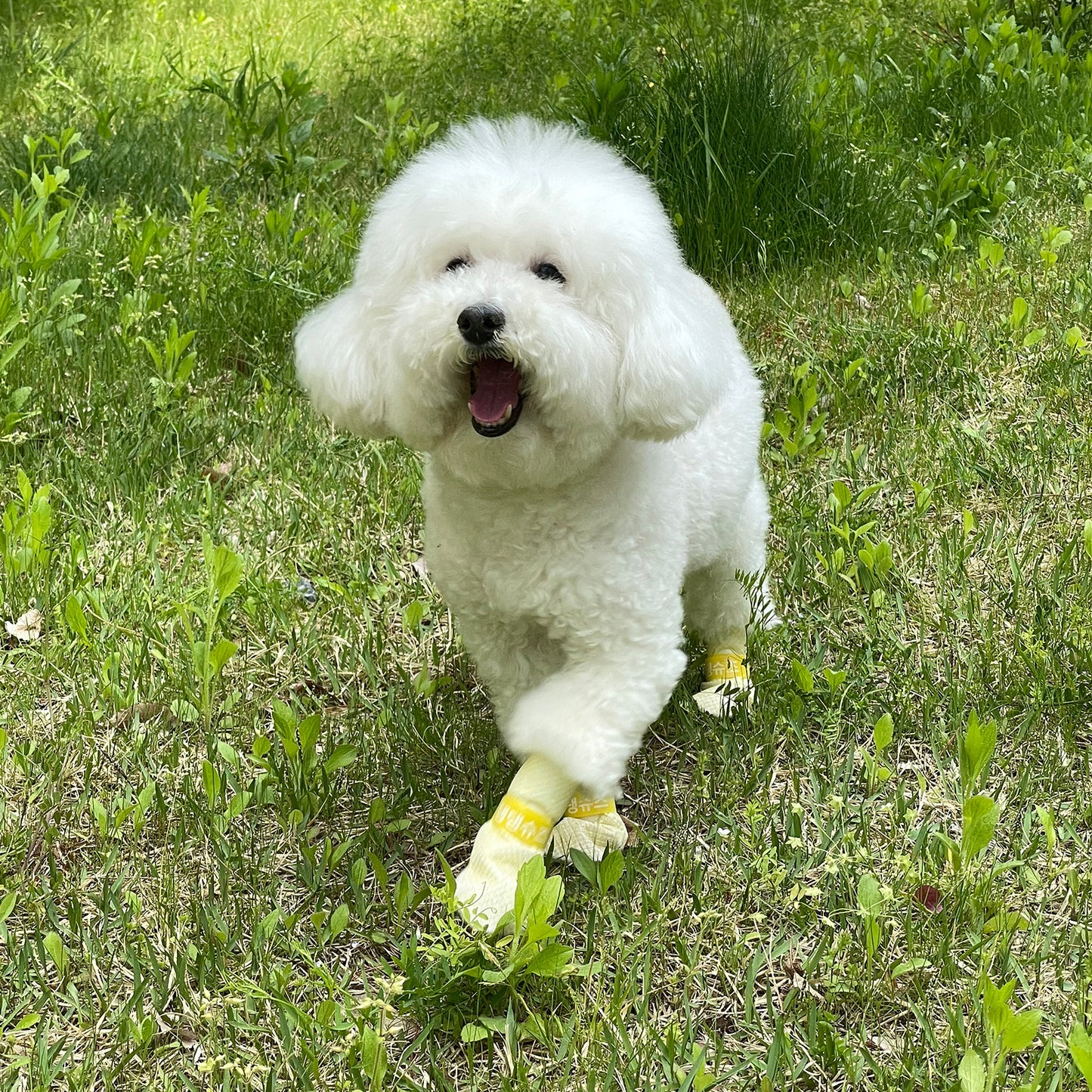 28x Waterproof Dog Shoes - Disposable Anti-Slip Pet Socks, Small, Violet