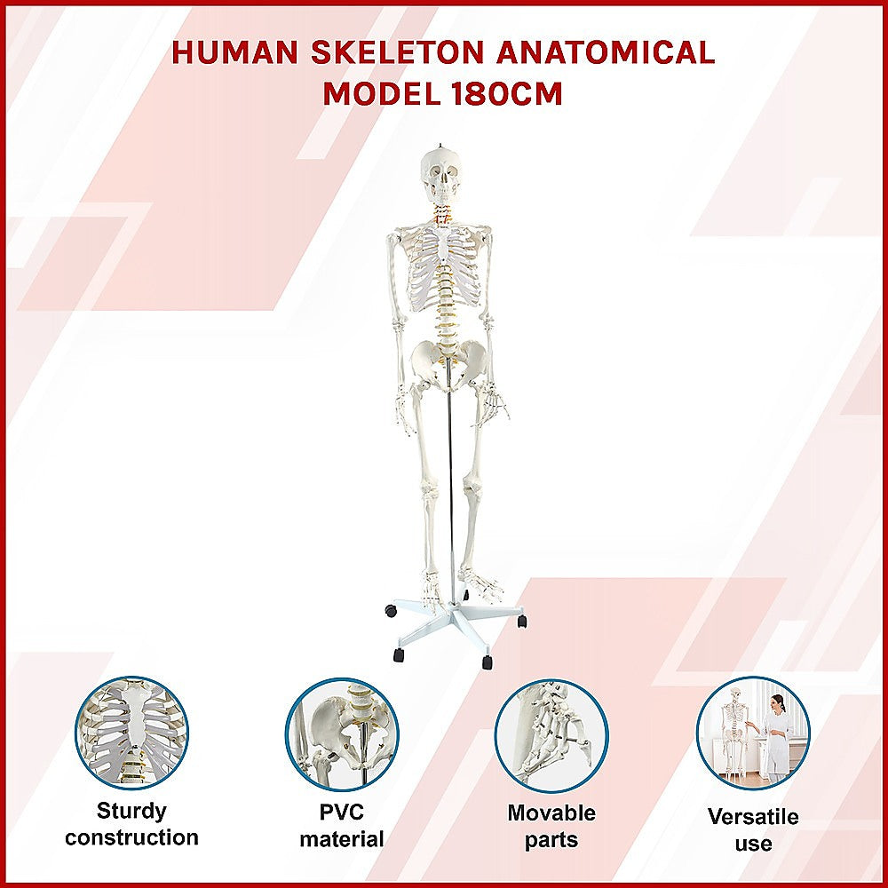 Human Skeleton Anatomical Model 180Cm