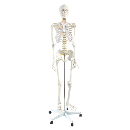 Human Skeleton Anatomical Model 180Cm