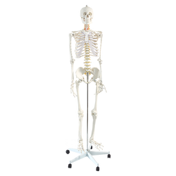 Human Skeleton Anatomical Model 180Cm