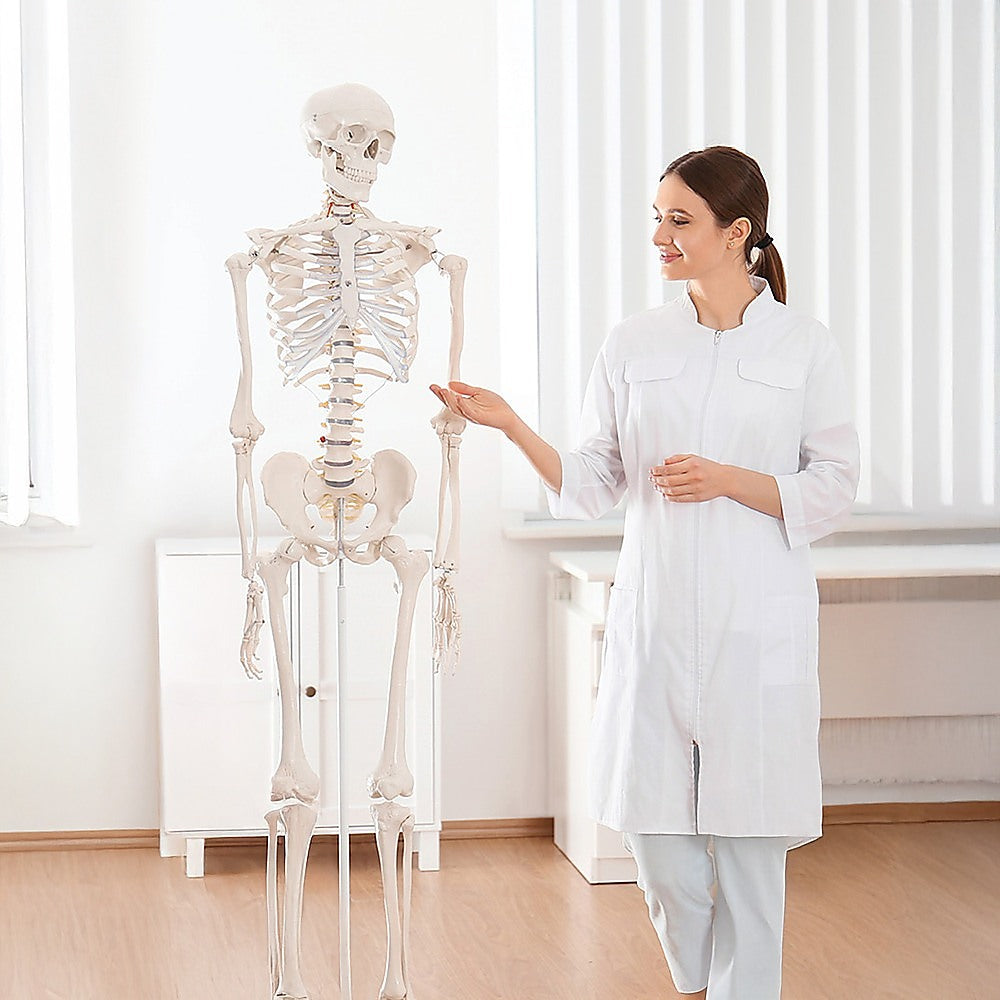 Human Skeleton Anatomical Model 180Cm