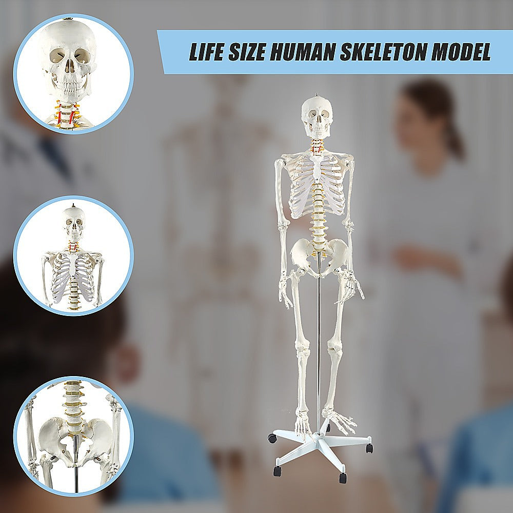 Human Skeleton Anatomical Model 180Cm